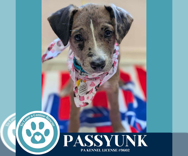 Medium Photo #1 Australian Shepherd-Unknown Mix Puppy For Sale in Kimberton, PA, USA