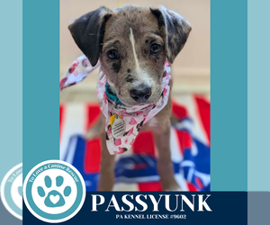 Australian Shepherd-Unknown Mix Dogs for adoption in Kimberton, PA, USA