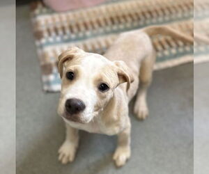 Mutt Dogs for adoption in Sterling, MA, USA