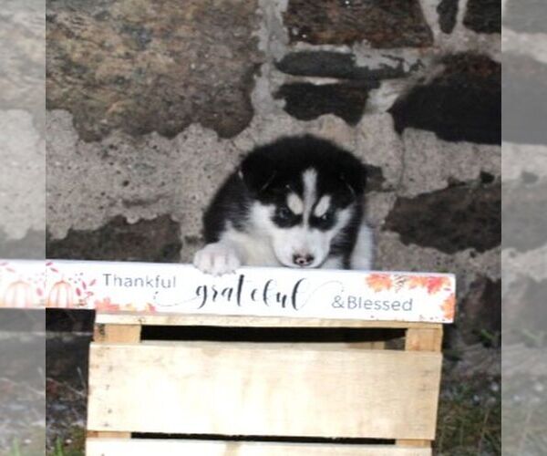 Medium Photo #2 Alaskan Malamute Puppy For Sale in CROGHAN, NY, USA
