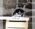 Small #1 Alaskan Malamute