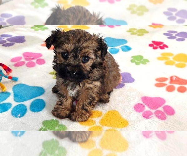Medium Photo #2 Yorkipoo Puppy For Sale in ORO VALLEY, AZ, USA