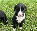 Puppy 1 Goldmation