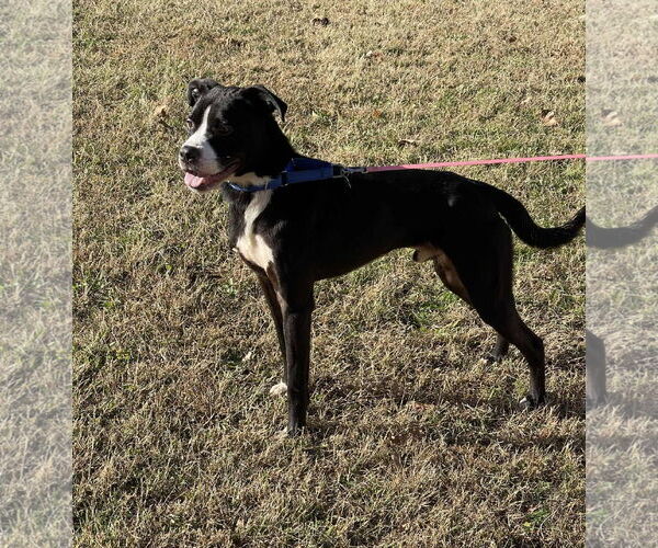 Medium Photo #2 Mutt Puppy For Sale in Low Moor, VA, USA