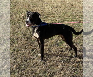 Maverick - Male Mutt Dog for Adoption - Photo #2