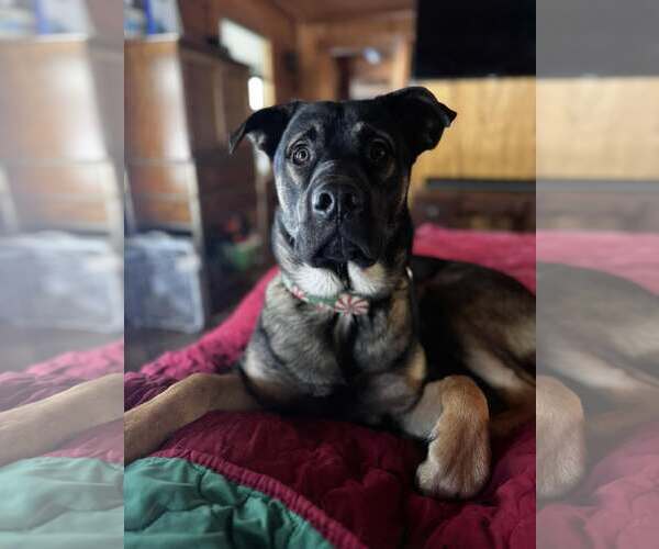 Medium Photo #5 German Shepherd Dog-Unknown Mix Puppy For Sale in New Hill, NC, USA