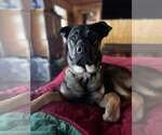 Small #4 German Shepherd Dog Mix