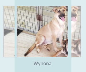 German Shepherd Dog Dogs for adoption in Winter, WI, USA