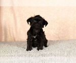Small Photo #5 YorkiePoo Puppy For Sale in NAPPANEE, IN, USA