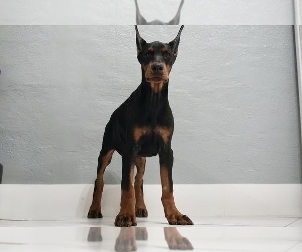 Medium Photo #17 Doberman Pinscher Puppy For Sale in WARSAW, IN, USA