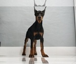 Small #16 Doberman Pinscher