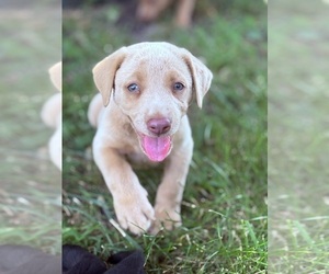 Labrador Retriever Puppy for Sale in LEASBURG, Missouri USA
