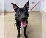 Small American Staffordshire Terrier Mix