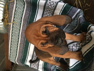 Bloodhound Puppy for sale in SMYER, TX, USA