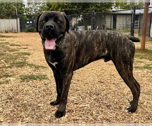 Mutt Dogs for adoption in Santa Cruz, CA, USA