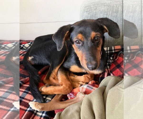 Medium Photo #4 Rottweiler-Unknown Mix Puppy For Sale in Hillsboro, NH, USA