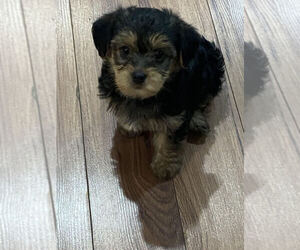 YorkiePoo Puppy for sale in MOUNT CLEMENS, MI, USA