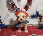 Puppy 3 Maltese-Poodle (Toy) Mix