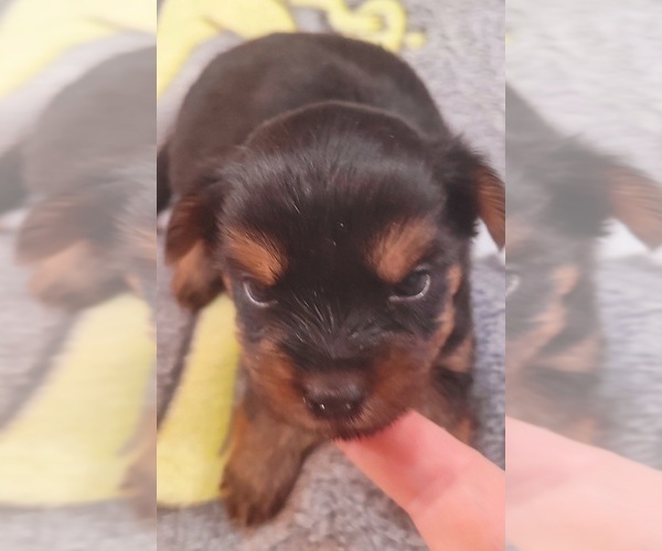 Medium Photo #6 Yorkshire Terrier Puppy For Sale in AKRON, OH, USA
