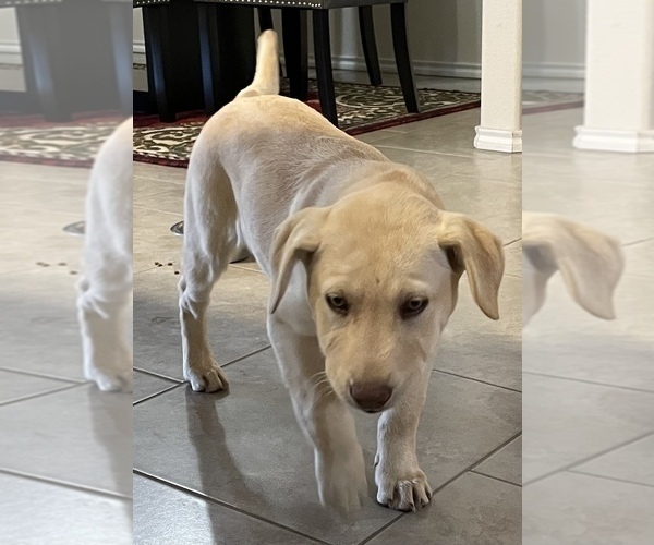 Medium Photo #6 Labrador Retriever Puppy For Sale in AMARILLO, TX, USA
