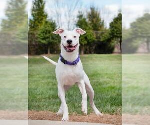 Dogo Argentino Dogs for adoption in Derwood, MD, USA