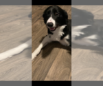 Small Photo #3 Border Collie Puppy For Sale in GLENDALE, AZ, USA