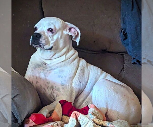 Medium Photo #2 Boxer Puppy For Sale in Austin, TX, USA