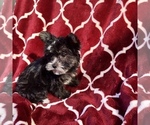 Small Photo #2 Havashire Puppy For Sale in HOUSTON, TX, USA