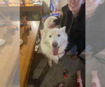 Small #2 Huskies  Mix