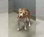 Small Mutt