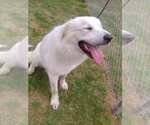 Small #12 Great Pyrenees