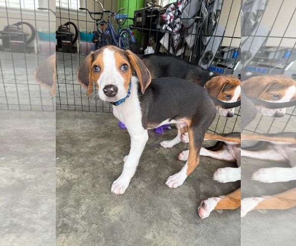 Medium Photo #5 Mutt Puppy For Sale in Roxboro, NC, USA