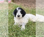 Puppy 3 Poodle (Standard)-Wirehaired Pointing Griffon Mix