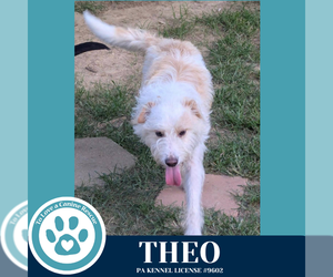 Mutt Dogs for adoption in Kimberton, PA, USA