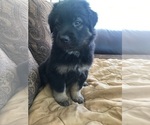 Small Photo #1 Black Mouth Cur-German Shepherd Dog Mix Puppy For Sale in MONROE, WI, USA