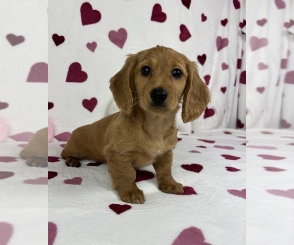 Medium Photo #4 Dachshund Puppy For Sale in FRANKLIN, IN, USA