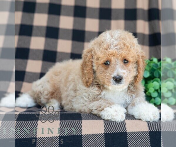 Medium Photo #5 Poodle (Miniature) Puppy For Sale in DORNSIFE, PA, USA