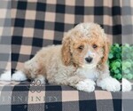 Small #4 Poodle (Miniature)
