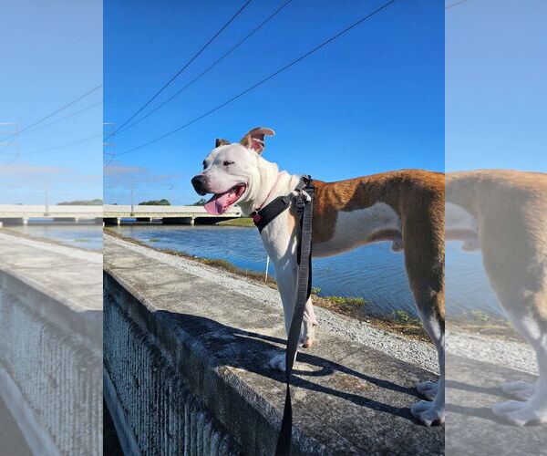 Medium Photo #2 Catahoula Leopard Dog-Unknown Mix Puppy For Sale in New Orleans, LA, USA
