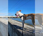 Small #1 Catahoula Leopard Dog Mix