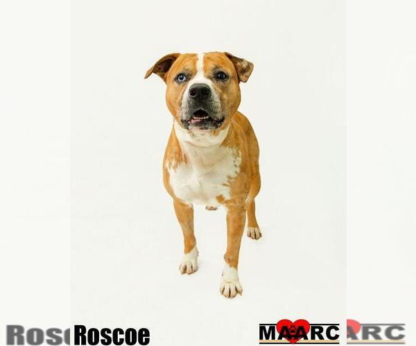 Medium Photo #12 American Staffordshire Terrier-Catahoula Leopard Dog Mix Puppy For Sale in Maryville, TN, USA