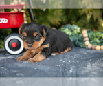 Small Photo #22 Yorkshire Terrier Puppy For Sale in KIRKWOOD, PA, USA