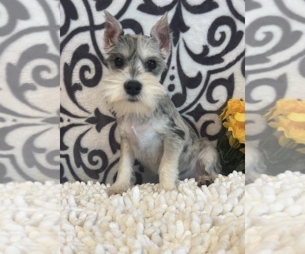 Medium Photo #1 Schnauzer (Miniature) Puppy For Sale in MARTINSVILLE, IN, USA