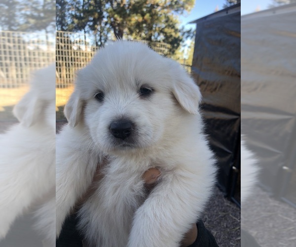 Medium Photo #7 Great Pyrenees Puppy For Sale in WOODLAND PARK, CO, USA