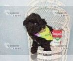 Small #3 Poodle (Toy)