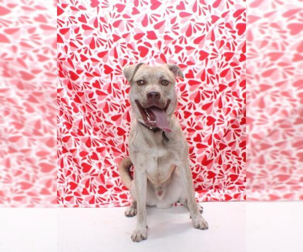 Medium Photo #1 Siberian Husky-Unknown Mix Puppy For Sale in Burbank, CA, USA