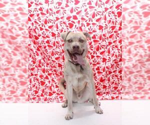 Siberian Husky-Unknown Mix Dogs for adoption in Burbank, CA, USA