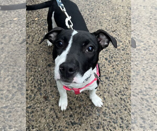 Medium Photo #2 Mutt Puppy For Sale in Rockville, MD, USA