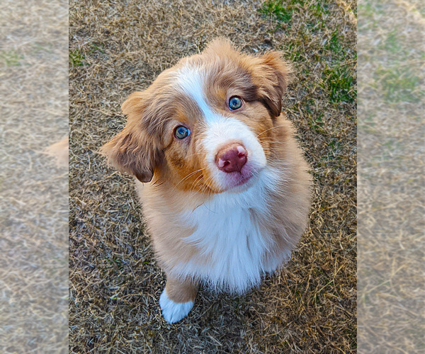 Medium Photo #1 Australian Shepherd Puppy For Sale in BLUE MOUND, TX, USA
