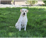 Small #2 Labrador Retriever